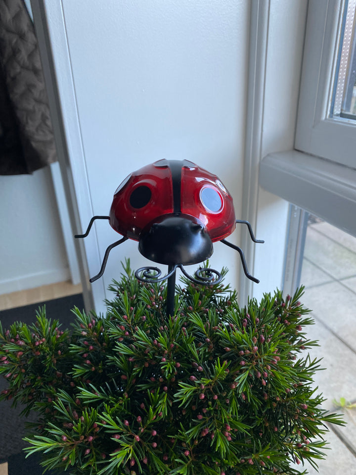 Conzept - solnyckelpiga 14,8 x 14,2 x 31 cm