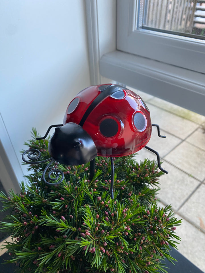 Conzept - solnyckelpiga 14,8 x 14,2 x 31 cm