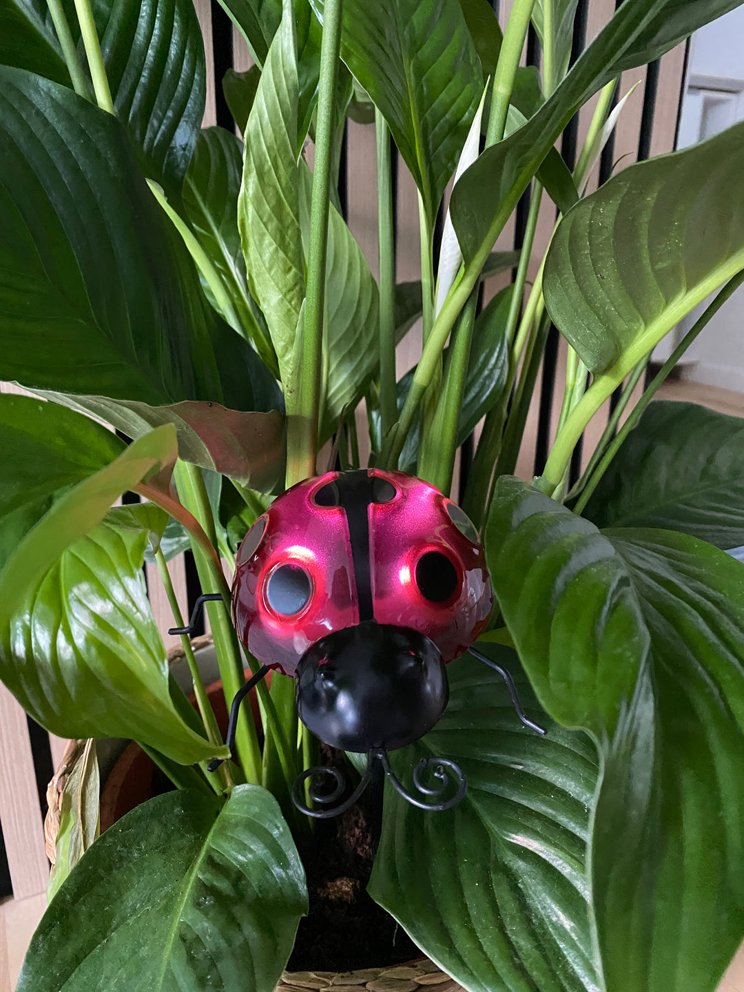 Conzept - solnyckelpiga 14,8 x 14,2 x 31 cm