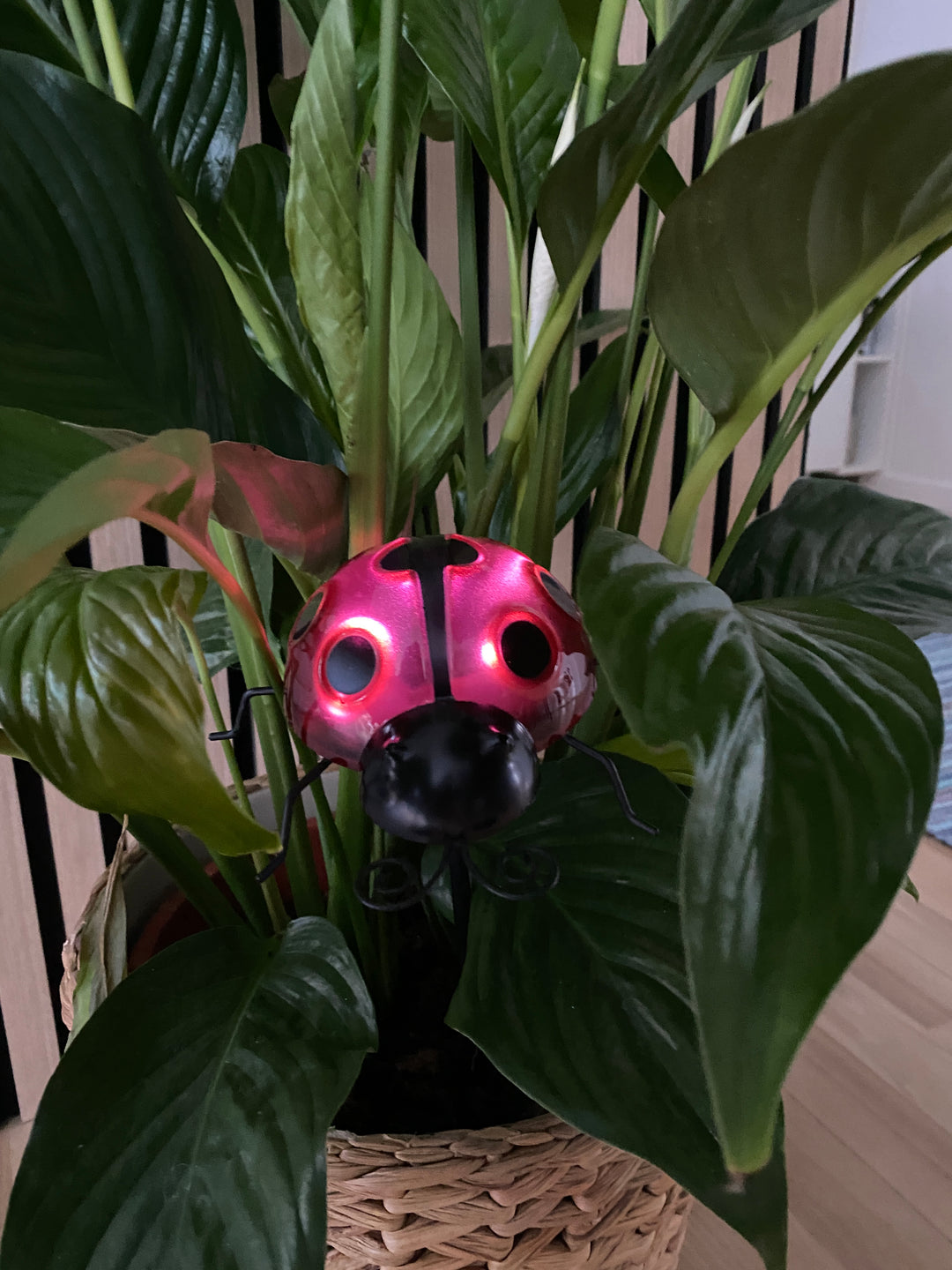 Conzept - solnyckelpiga 14,8 x 14,2 x 31 cm