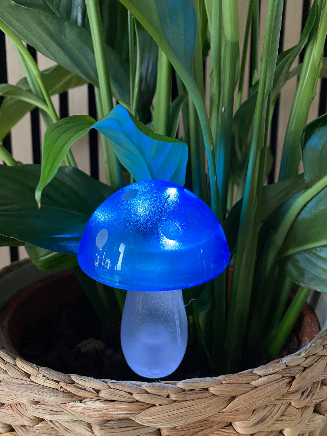 Conzept - solsvamp 7,8x7,8x20 cm 4 ass. färger