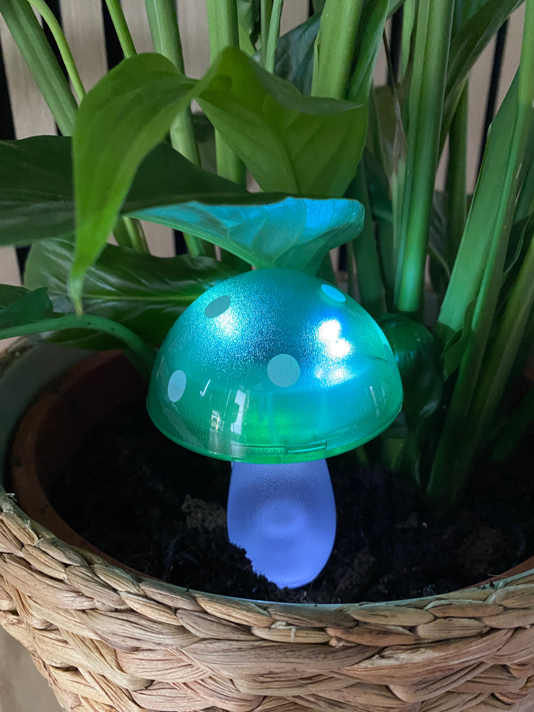 Conzept - solsvamp 7,8x7,8x20 cm 4 ass. färger