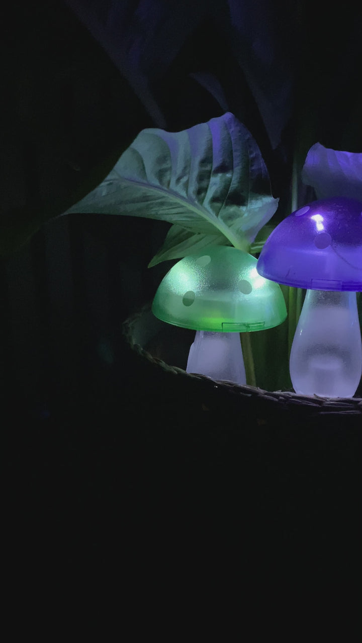 Conzept - solsvamp 7,8x7,8x20 cm 4 ass. färger