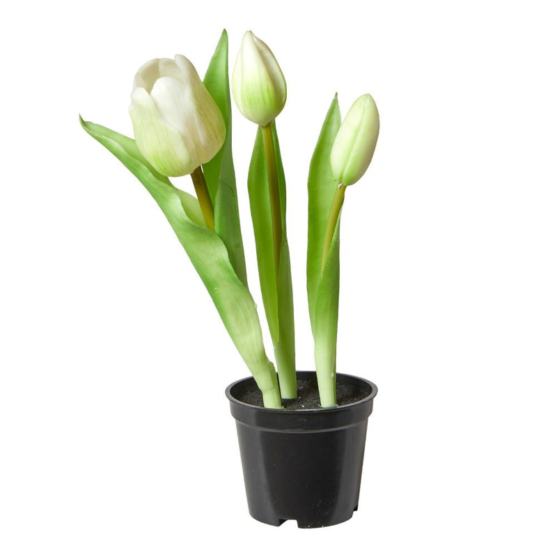 Tulipaner 3 stk. i potte 25 cm hvid