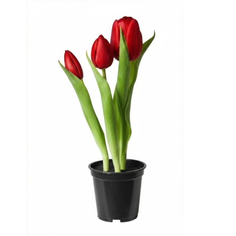 Tulipaner 3 stk. i potte 25 cm rød
