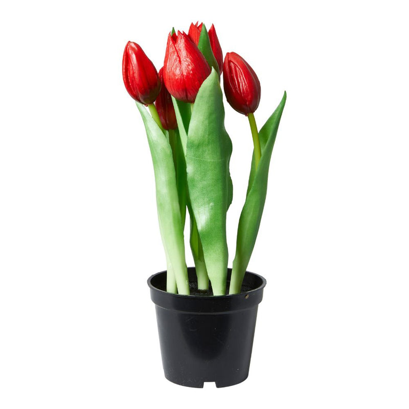Tulpaner 5 st. i kruka 25 cm röd