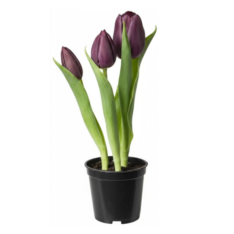 Tulipaner 3 stk. i potte 25 cm lilla