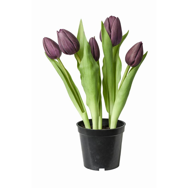 Tulipaner 5 stk. i potte 25 cm lilla