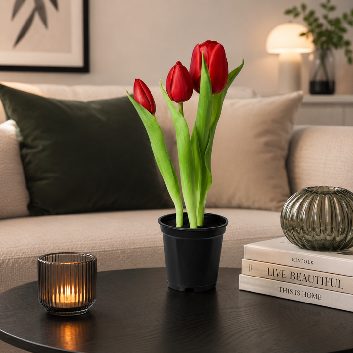 Tulipaner 3 stk. i potte 25 cm rød