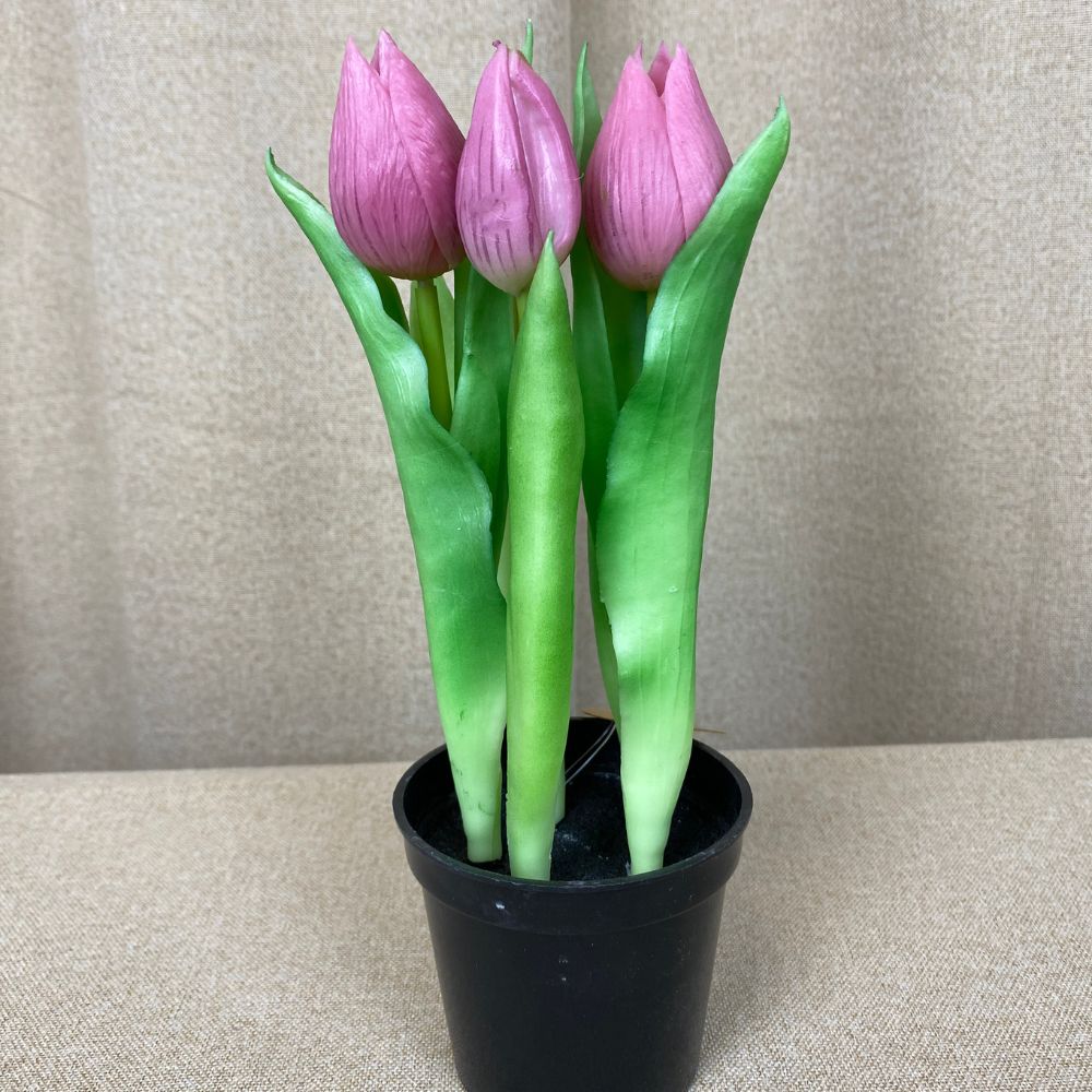 Tulipaner 5 stk. i potte 25 cm mørk rosa