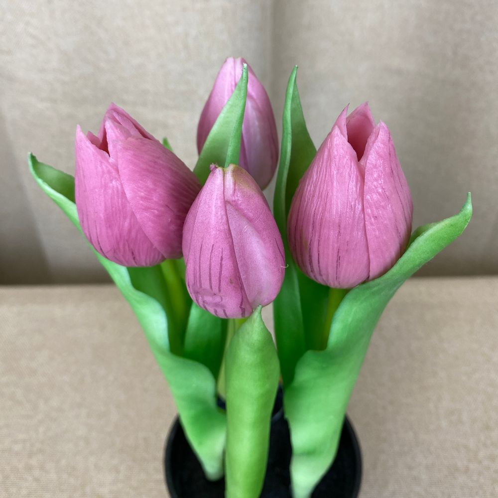 Tulipaner 5 stk. i potte 25 cm mørk rosa