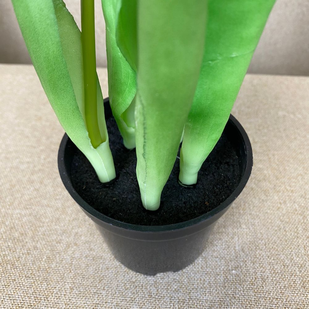 Tulipaner 5 stk. i potte 25 cm mørk rosa