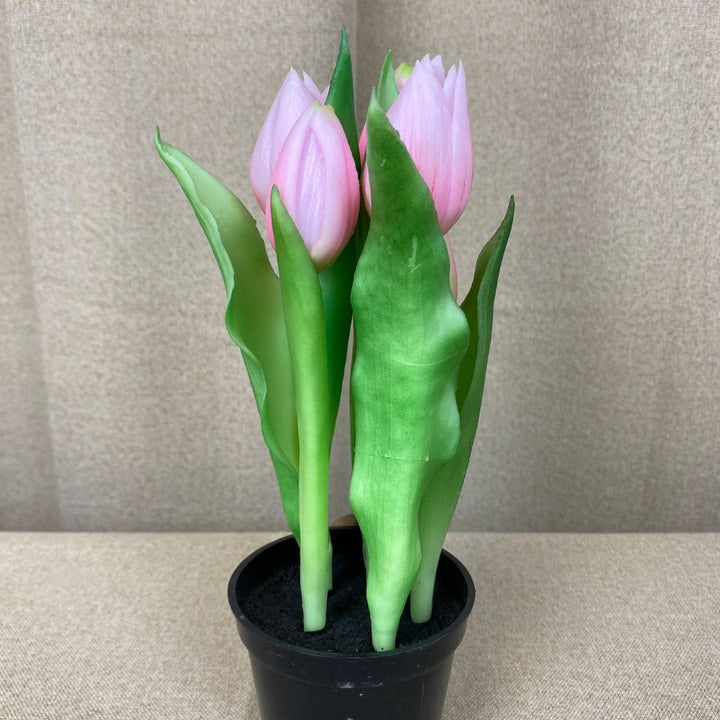 Tulipaner 5 stk. i potte 25 cm rosa