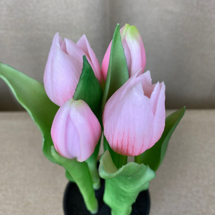 Tulipaner 5 stk. i potte 25 cm rosa
