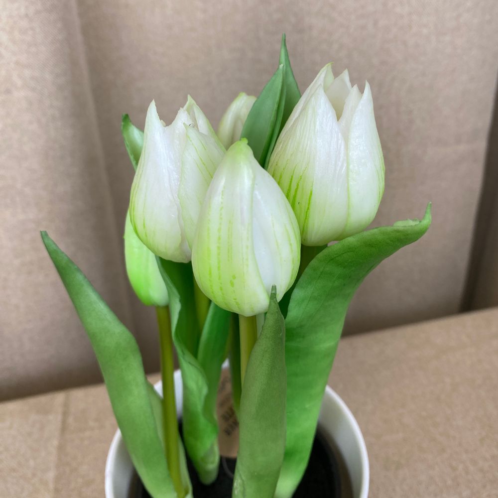 Tulipaner 5 stk. i potte 25 cm - hvid