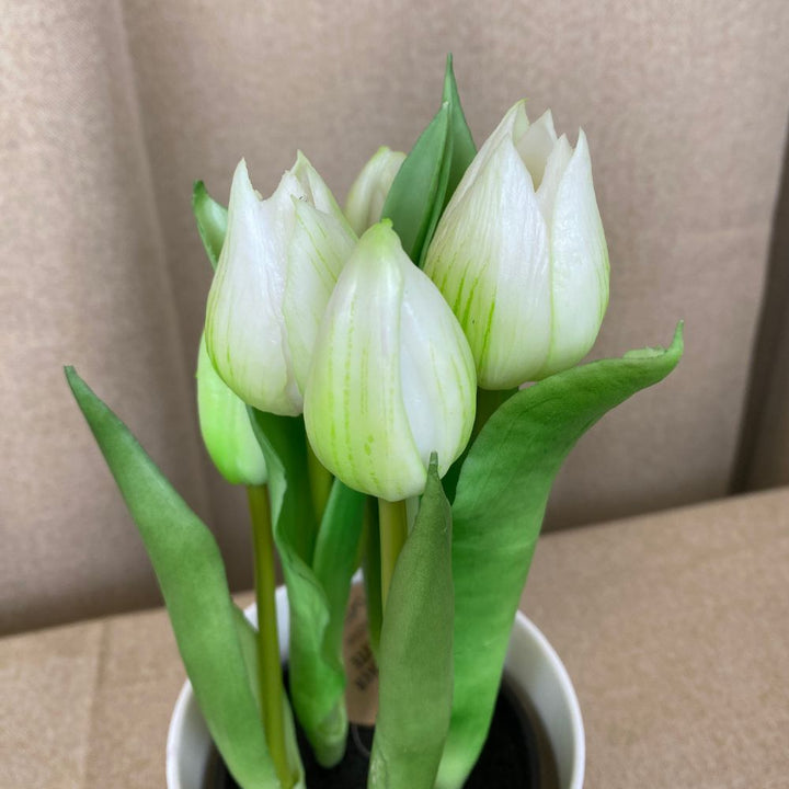 Tulipaner 5 stk. i potte 25 cm - hvid