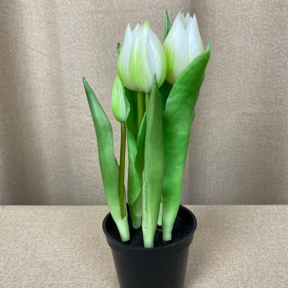Tulipaner 5 stk. i potte 25 cm - hvid