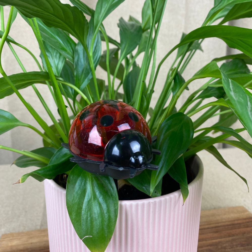 Conzept - Solarlampe - 4 assorteret varianter