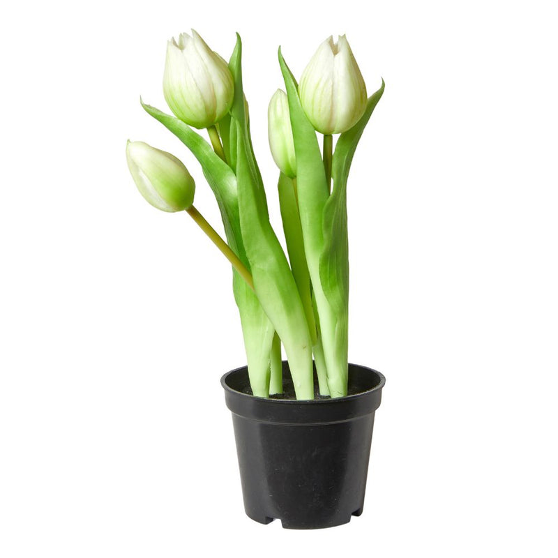 Tulpaner 5 st. i kruka 25 cm - vita