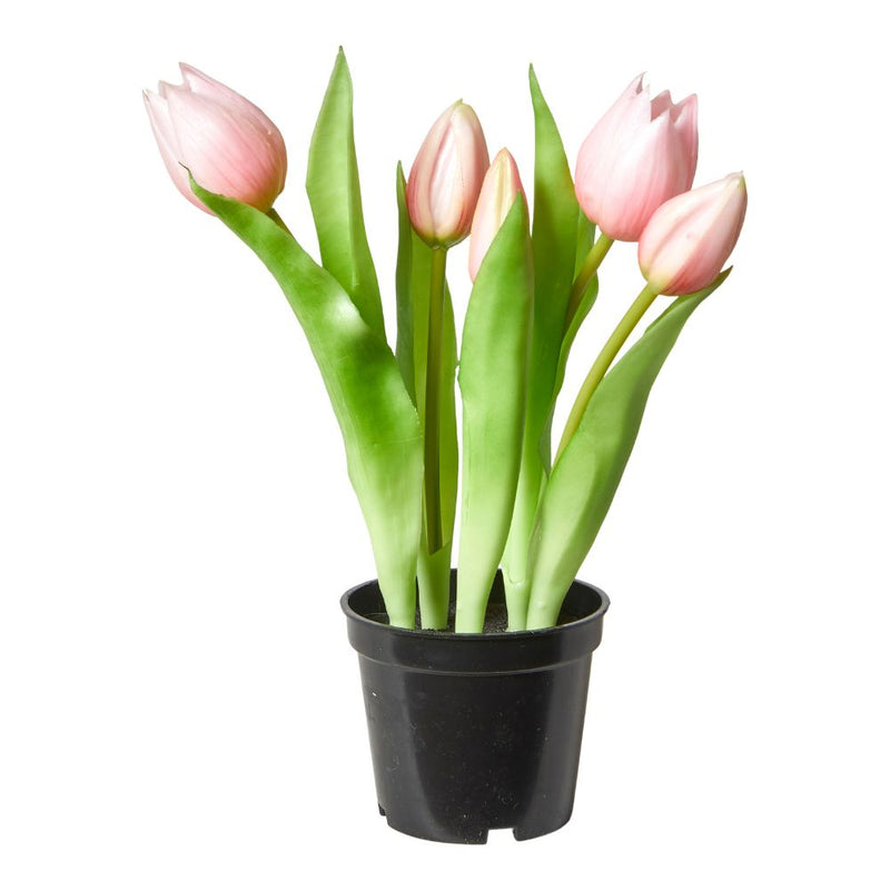 Tulpaner 5 st. i kruka 25 cm rosa