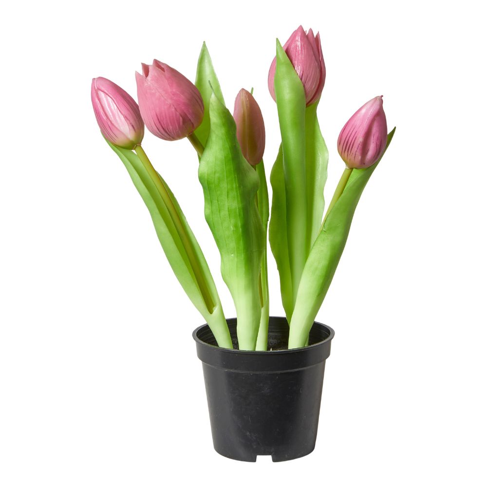 Tulipaner 5 stk. i potte 25 cm mørk rosa