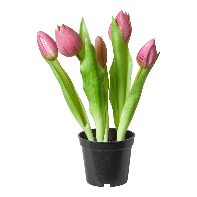 Tulpaner 5 st. i kruka 25 cm mörkrosa