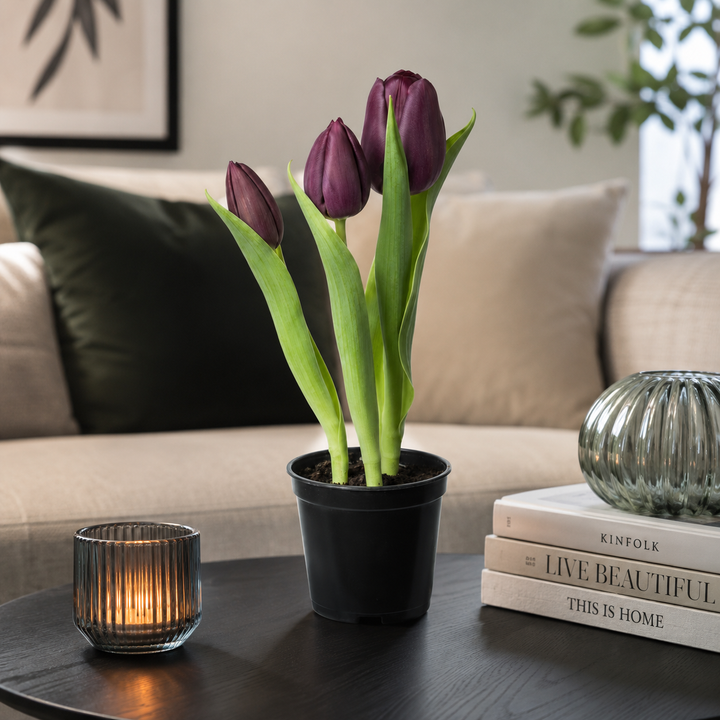 Tulipaner 3 stk. i potte 25 cm lilla